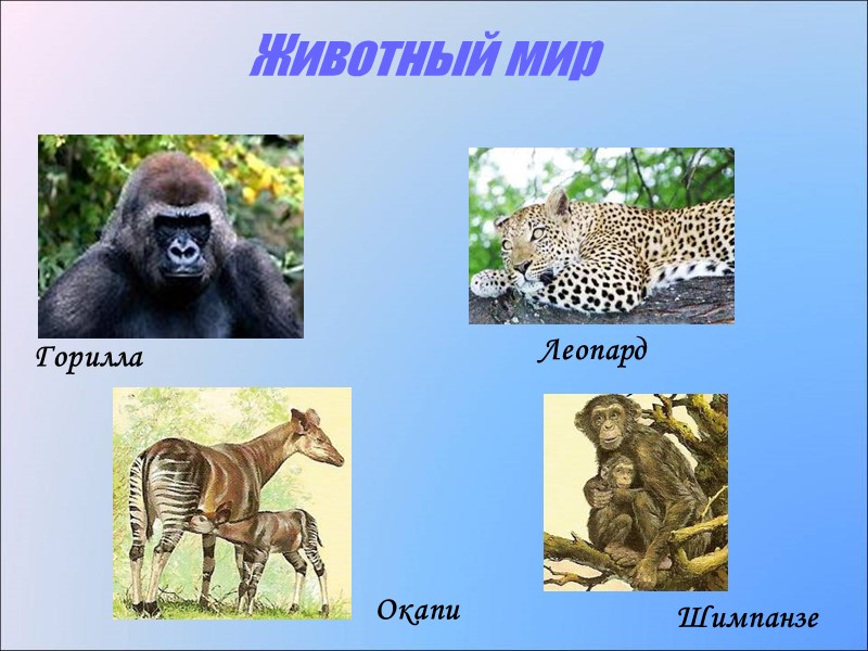 Животный мир Горилла  Леопард  Окапи  Шимпанзе